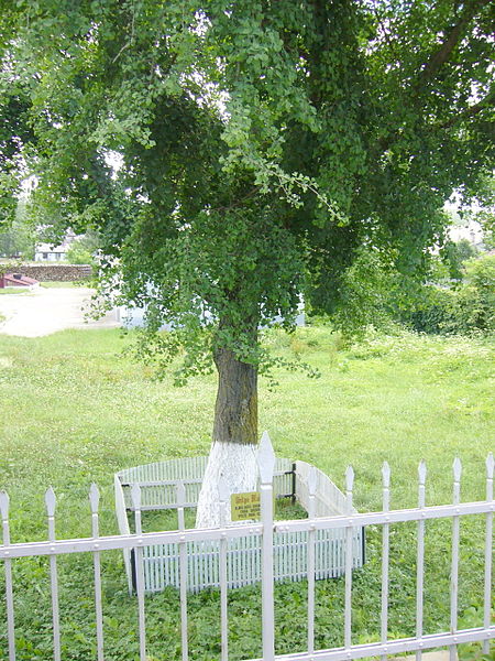 File:Ginkgo Biloba from Siret.jpg